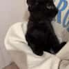 MIMO ET POMPONETTE À ADOPTER EN DUO OU SEUL SI DÉJÀ UN CHAT CHEZ VOUS