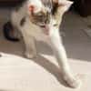 MIMO ET POMPONETTE À ADOPTER EN DUO OU SEUL SI DÉJÀ UN CHAT CHEZ VOUS