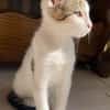 MIMO ET POMPONETTE À ADOPTER EN DUO OU SEUL SI DÉJÀ UN CHAT CHEZ VOUS