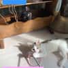 MIMO ET POMPONETTE À ADOPTER EN DUO OU SEUL SI DÉJÀ UN CHAT CHEZ VOUS