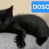 DOSON À ADOPTER AVEC UN CHAT DÉJÀ PRÉSENT CHEZ VOUS
