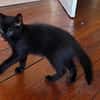 DOSON À ADOPTER AVEC UN CHAT DÉJÀ PRÉSENT CHEZ VOUS