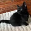 DOSON À ADOPTER AVEC UN CHAT DÉJÀ PRÉSENT CHEZ VOUS