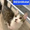 ZEKROM ET RESHIRAM À ADOPTÉ ENSEMBLE OU SEUL SI DÉJÀ UN CHAT PRÉSENT CHEZ VOUS
