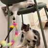 ZEKROM ET RESHIRAM À ADOPTÉ ENSEMBLE OU SEUL SI DÉJÀ UN CHAT PRÉSENT CHEZ VOUS
