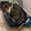 ZEKROM ET RESHIRAM À ADOPTÉ ENSEMBLE OU SEUL SI DÉJÀ UN CHAT PRÉSENT CHEZ VOUS