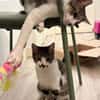 ZEKROM ET RESHIRAM À ADOPTÉ ENSEMBLE OU SEUL SI DÉJÀ UN CHAT PRÉSENT CHEZ VOUS