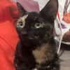 BABETTE