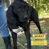 MURAT