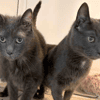 Tom & Jerry