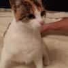 Pysia