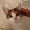 Pysia