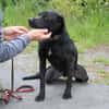 Basti - kinderlieber Familienhund
