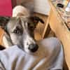 Holly: Treue Begleiterin sucht gemütliches Zuhause!