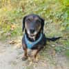 Venni ein Dackel Mix Mädchen