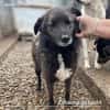 Caelan der freundliche sucht sein Zuhause