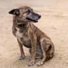 Cassie - freundliche und brave Hündin