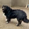 🐶Pkis - flauschiger Herzensbrecher sucht liebe Menschen