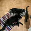 RINA sucht ihr forever Home