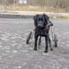RINA sucht ihr forever Home
