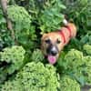 MARJORIE -liebe und verschmuste Seele-