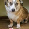 🐶Naidas - kleiner Herzenshund sucht herzliche Begleiter
