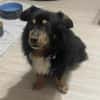 PAW liebenswerter kleiner Seniorrüde