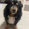 PAW liebenswerter kleiner Seniorrüde