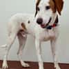 Bracken-Bub ♥ Tilly ♥ wartet bereits in 01640 Coswig ♥
