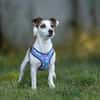 Lustige CASSIE sucht eine nette Familie!