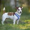 Lustige CASSIE sucht eine nette Familie!