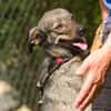 Polly, charmante Hündin sucht neues Zuhause