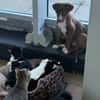 Bowie, fröhlicher Welpe sucht neues Zuhause