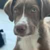 Bowie, fröhlicher Welpe sucht neues Zuhause