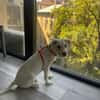 Hendrix, liebevoller Welpe sucht neues Zuhause
