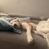 Hendrix, liebevoller Welpe sucht neues Zuhause