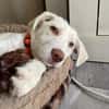 Hendrix, liebevoller Welpe sucht neues Zuhause