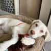 Hendrix, liebevoller Welpe sucht neues Zuhause