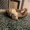 Hendrix, liebevoller Welpe sucht neues Zuhause