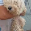 Loraine-Lili das kleine Maltipoo-Wölkchen auf der Suche