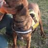 Karma, Pittbull-Terrier sucht ein Zuhaus
