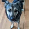 Ronja sucht liebe Menschen mit Zeit