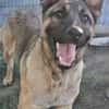 Freundlicher Enzo sucht seine Familie