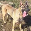 Freundlicher Enzo sucht seine Familie
