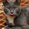 Bezaubernder Kater Gandalf sucht seine Familie