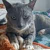 Bezaubernder Kater Gandalf sucht seine Familie