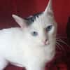Schmusekatze Iris sucht neues Zuhause