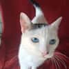 Schmusekatze Iris sucht neues Zuhause