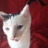 Schmusekatze Iris sucht neues Zuhause