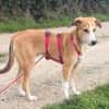 Liebenswerter Semolino sucht Zuhause